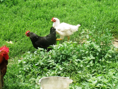 seljačko domaćinstvo Ana