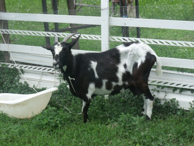 seljačko domaćinstvo Ana