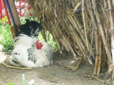seljačko domaćinstvo Ana