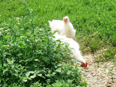 seljačko domaćinstvo Ana