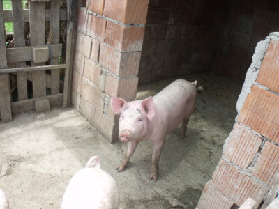 seljačko domaćinstvo Ana