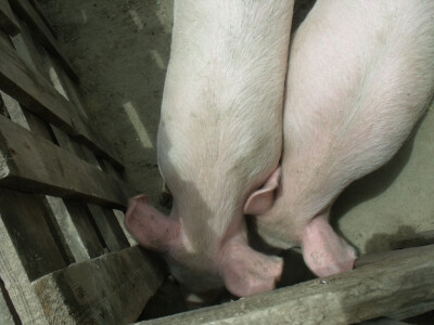 seljačko domaćinstvo Ana