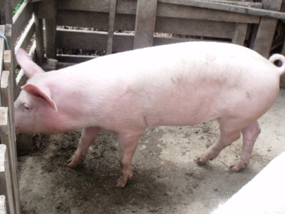 seljačko domaćinstvo Ana