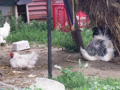 seljačko domaćinstvo Ana