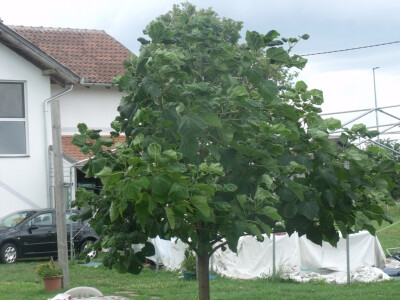 seljačko domaćinstvo Ana