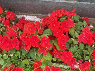 seljačko domaćinstvo Ana