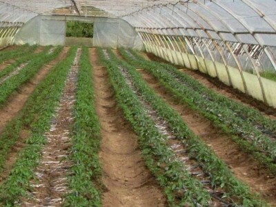 BIznis porodice Stojanović