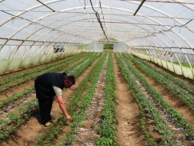 BIznis porodice Stojanović