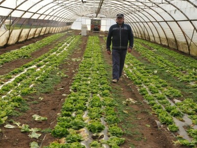 BIznis porodice Stojanović