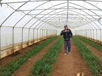 BIznis porodice Stojanović