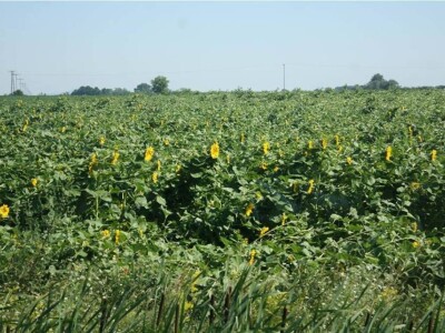 Srpanj kod Blaževićevih