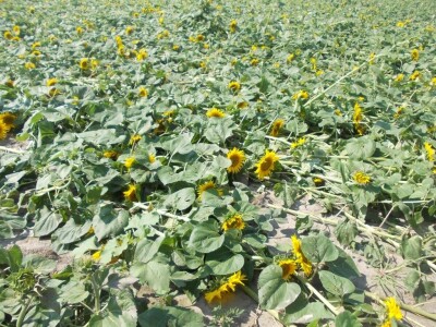 Srpanj kod Blaževićevih