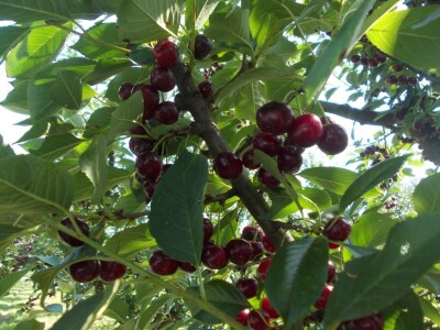 Višnje samo izgledaju dobro