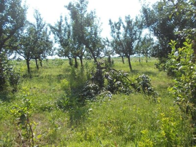 Srpanj kod Blaževićevih