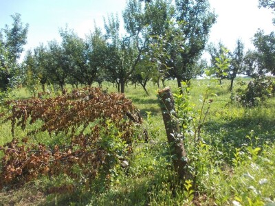 Srpanj kod Blaževićevih