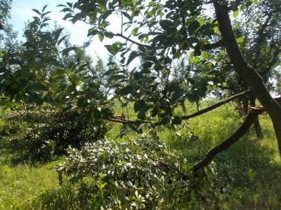 Srpanj kod Blaževićevih