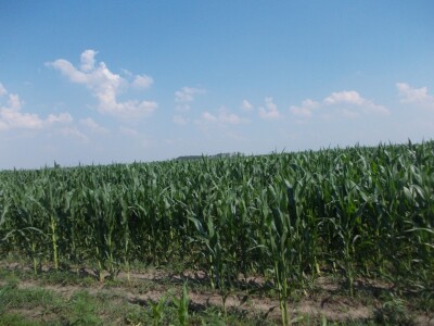 Dekalb kukuruz je nevrijeme promašilo