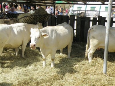 Bjelovar Sajam Gudovac 2008