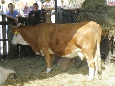 Bjelovar Sajam Gudovac 2008