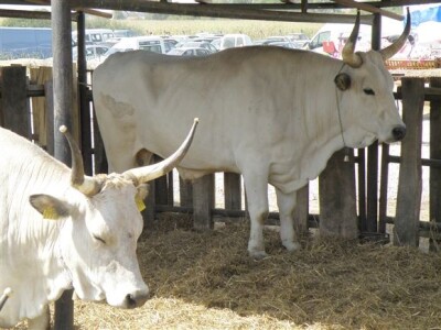 Istarsko govedo - Bjelovar Sajam Gudovac 2008