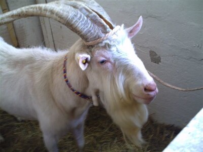 Jarac - Bjelovar Sajam Gudovac 2008