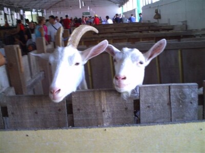 Bjelovar Sajam Gudovac 2008