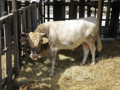 Bjelovar Sajam Gudovac 2008