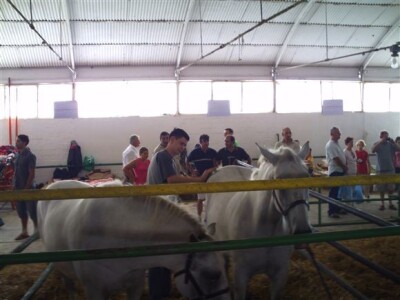 Lipicanci - Bjelovar Sajam Gudovac 2008