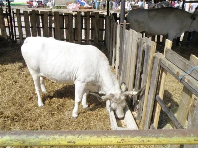 Bjelovar Sajam Gudovac 2008
