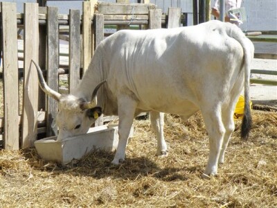 Bjelovar Sajam Gudovac 2008