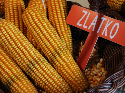 Kukuruz Zlatko