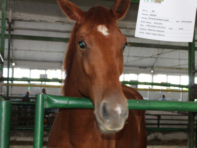 24. Jesenski međunarodni bjelovarski sajam