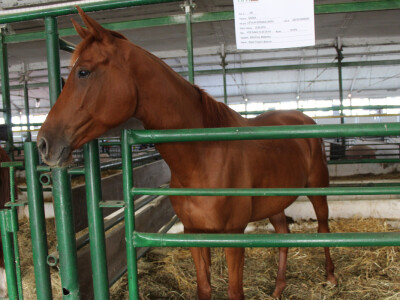 24. Jesenski međunarodni bjelovarski sajam