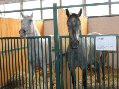 24. Jesenski međunarodni bjelovarski sajam