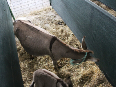 24. Jesenski međunarodni bjelovarski sajam