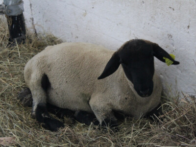 24. Jesenski međunarodni bjelovarski sajam
