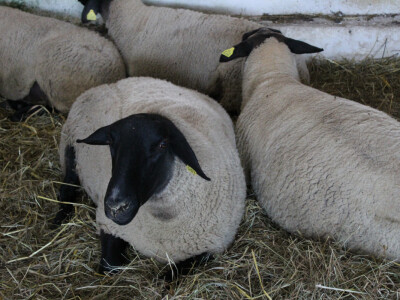 24. Jesenski međunarodni bjelovarski sajam