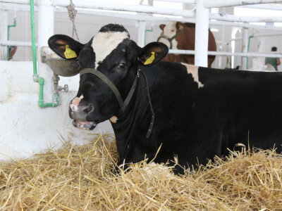 24. Jesenski međunarodni bjelovarski sajam