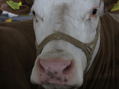 24. Jesenski međunarodni bjelovarski sajam