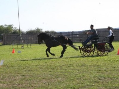 Natjecanje u vožnji zaprega