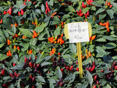 Velika ponuda različitih biljaka i rasadnica