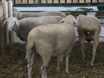 Brojne pasmine ovaca