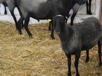 Brojne pasmine ovaca