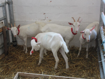 3 poziraju jedan ignorira