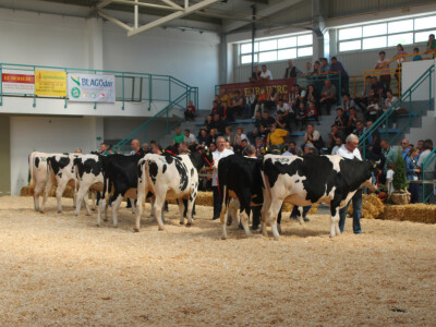 Državna stočarska izložba