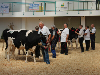 Uzgajivači i goveda