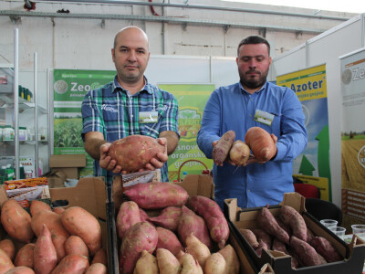 Organizatori proizvodnje batata VelebitAgro