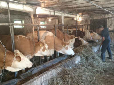 Dragan želi ostati na selu Dragan želi ostati na selu