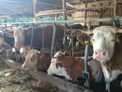 Bjelići imaju kvalitetne simentalke Bjelići imaju kvalitetne simentalke