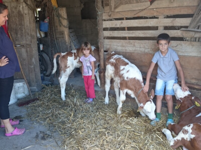 Mališani vole teliće Mališani vole teliće